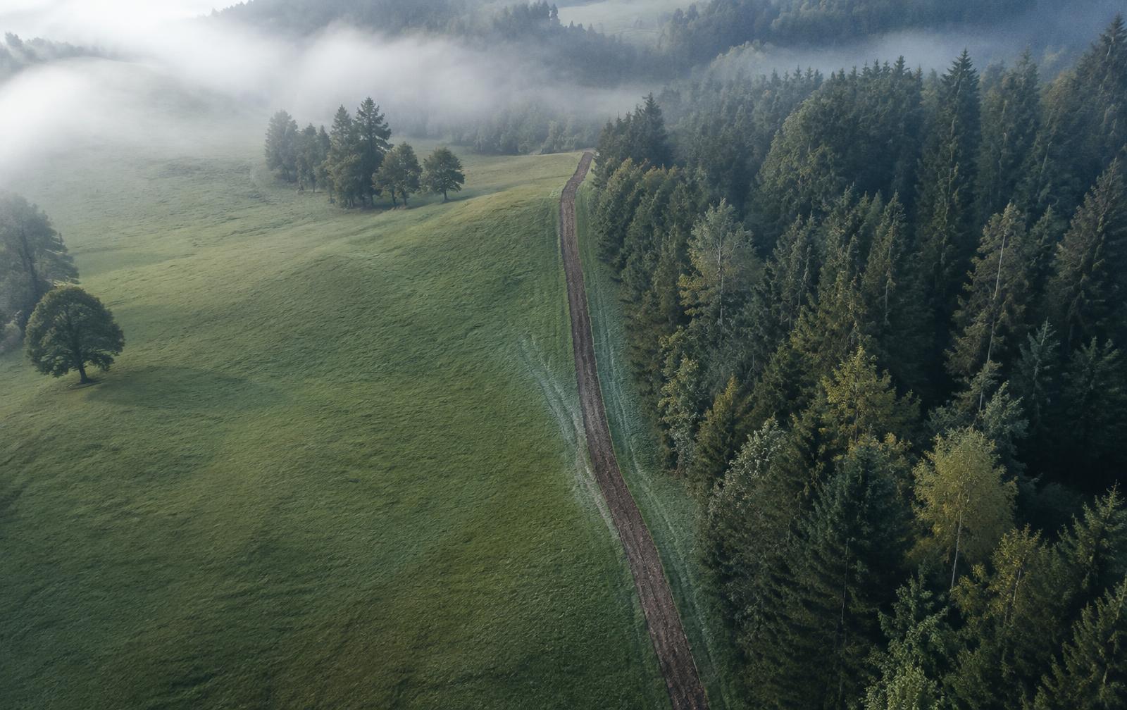 Wiese und Waldrand mit renaturierter Leitungstrasse im Morgennebel